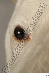 Polar bear eye 0005.jpg